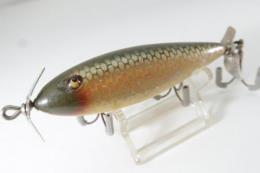 Creek Chub / Injured Minnow